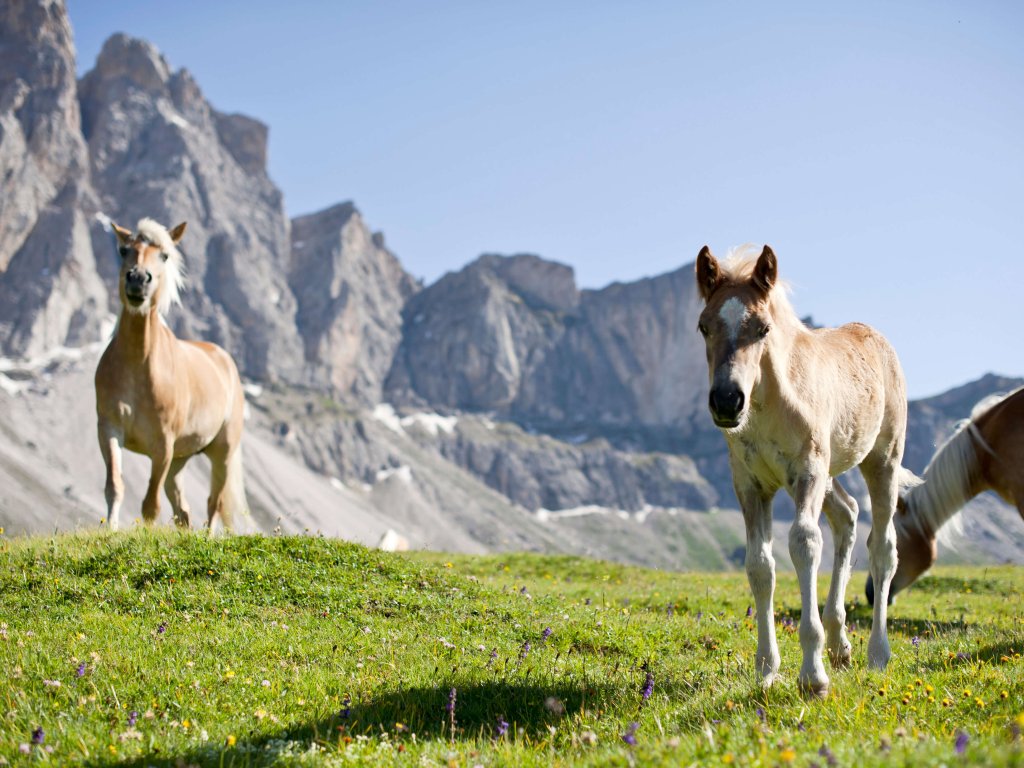 Riding stables & Lama trekking in Casies & Tesido / Montana